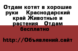 Отдам котят в хорошие руки. - Краснодарский край Животные и растения » Отдам бесплатно   